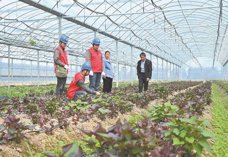 河南息縣：供電服務(wù)貼心，種植紅薯有信心”